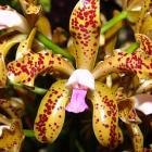 res_orchidee-rk-20120220_01