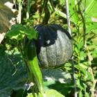 garten--20190916-404495