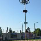 hi_maibaum--20120430-004a