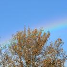 regenbogen--20231115-401267