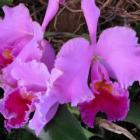 res_cattleya_hybride-rk-201002