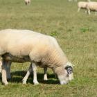 texel--20170829-7403