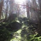 wald--20200822-0128