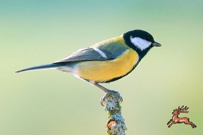 ../db_bilder/400/800px-Parus_major_Luc_Viatour.png