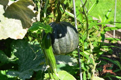 db_bilder/400/garten--20190916-404495.png