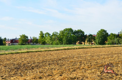 ../db_bilder/400/hi_berresgasse_feld--20170721-5288.png