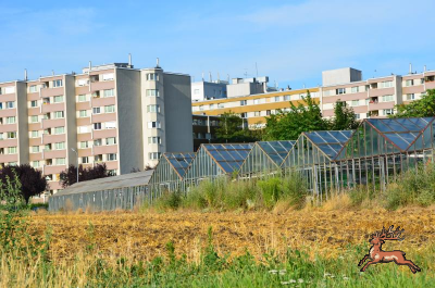 db_bilder/400/hi_berresgasse_feld--20170721-5321.png