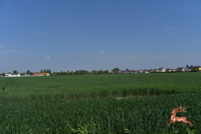 db_bilder/400/hi_berresgasse_feld--20190519-500968.png