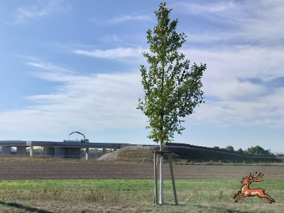 db_bilder/400/hi_busch_ried--20261007_1136-0070a.png