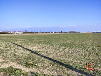 db_bilder/400/hi_buschried--20250209_1421-0002.png