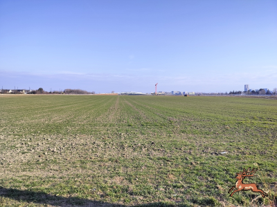 db_bilder/400/hi_buschried--20250209_1421-0004.png