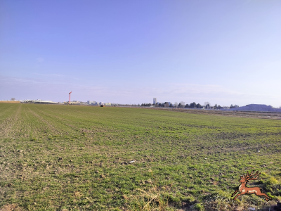 db_bilder/400/hi_buschried--20250209_1421-0005.png