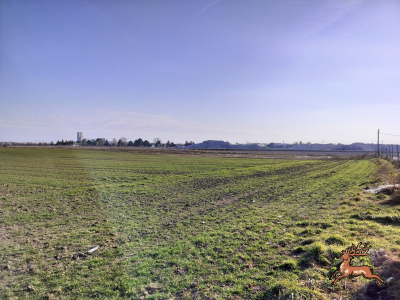db_bilder/400/hi_buschried--20250209_1421-0007.png