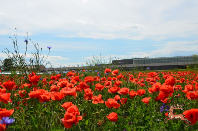 db_bilder/400/hi_hausfeld--20240523_145550.png