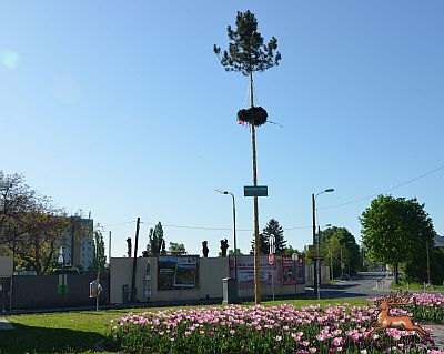 db_bilder/400/hi_maibaum--20120430-004a.png