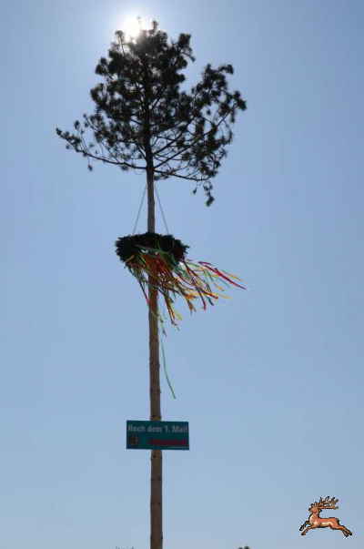 ../db_bilder/400/hi_maibaum--20160430-166.png