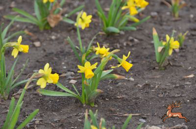 db_bilder/400/hi_res_narzissenfest--20120331-009.png