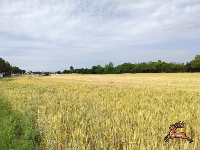 db_bilder/400/hi_suessenbrunner_strasse--20260618_0918-0007.png