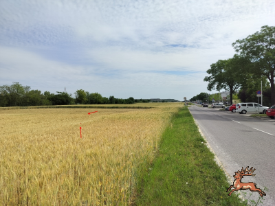 db_bilder/400/hi_suessenbrunner_strasse--20260618_0919-0008x.png
