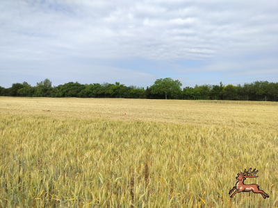 db_bilder/400/hi_suessenbrunner_strasse--20260618_0919-0013.png