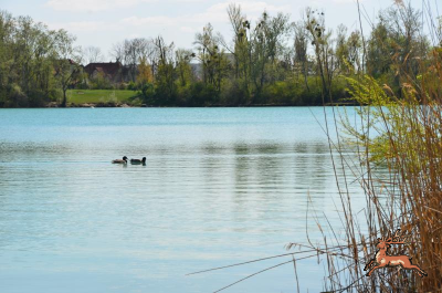 ../db_bilder/400/hi_teich--20220417-402037.png