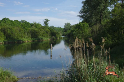 db_bilder/400/lobau-wiki_tokfo--20140525.png