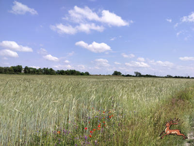 db_bilder/400/ostbahn--20240528_121724.png