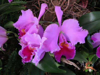 ../db_bilder/400/res_cattleya_hybride-rk-201002.png