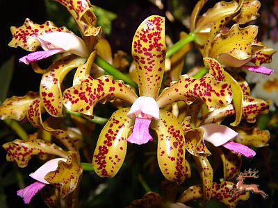 db_bilder/400/res_orchidee-rk-20120220_01.png