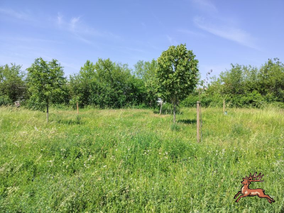 ../db_bilder/400/seestadt_baum--20240527_112359.png