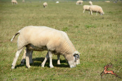 ../db_bilder/400/texel--20170829-7403.png