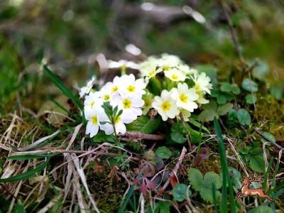 ../db_bilder/400/wachau--20230323_140801.png