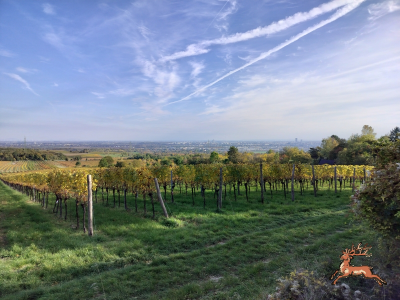 db_bilder/400/wien_bisamberg--20251020_1521-0001.png